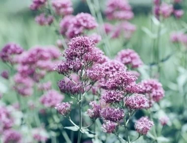 Βαλεριάνα: Ποια είναι η σωστή χρήση - Πώς να αποφύγουμε πιθανές παρενέργειες